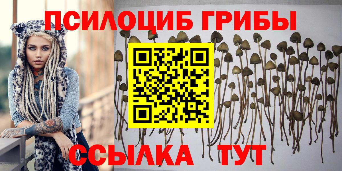 Псилоцибиновые грибы Psilocybe  Вход с VPN  Семёнов 